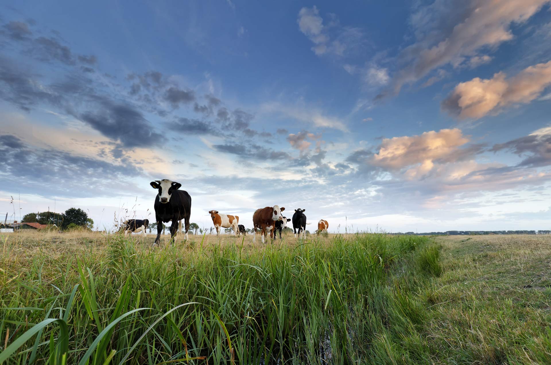 Contre-plongée d'un troupeau de vaches avec ciel lumineux et légèrement nuageux en fond