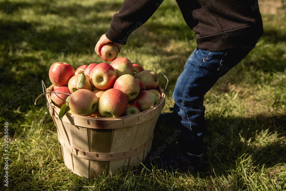 Enfant déposant des pommes dans un panier