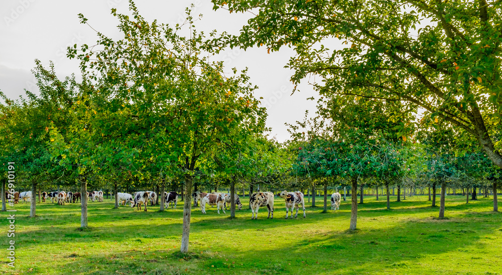 Pommiers dans un verger avec vaches en train de pâturer à leurs pieds