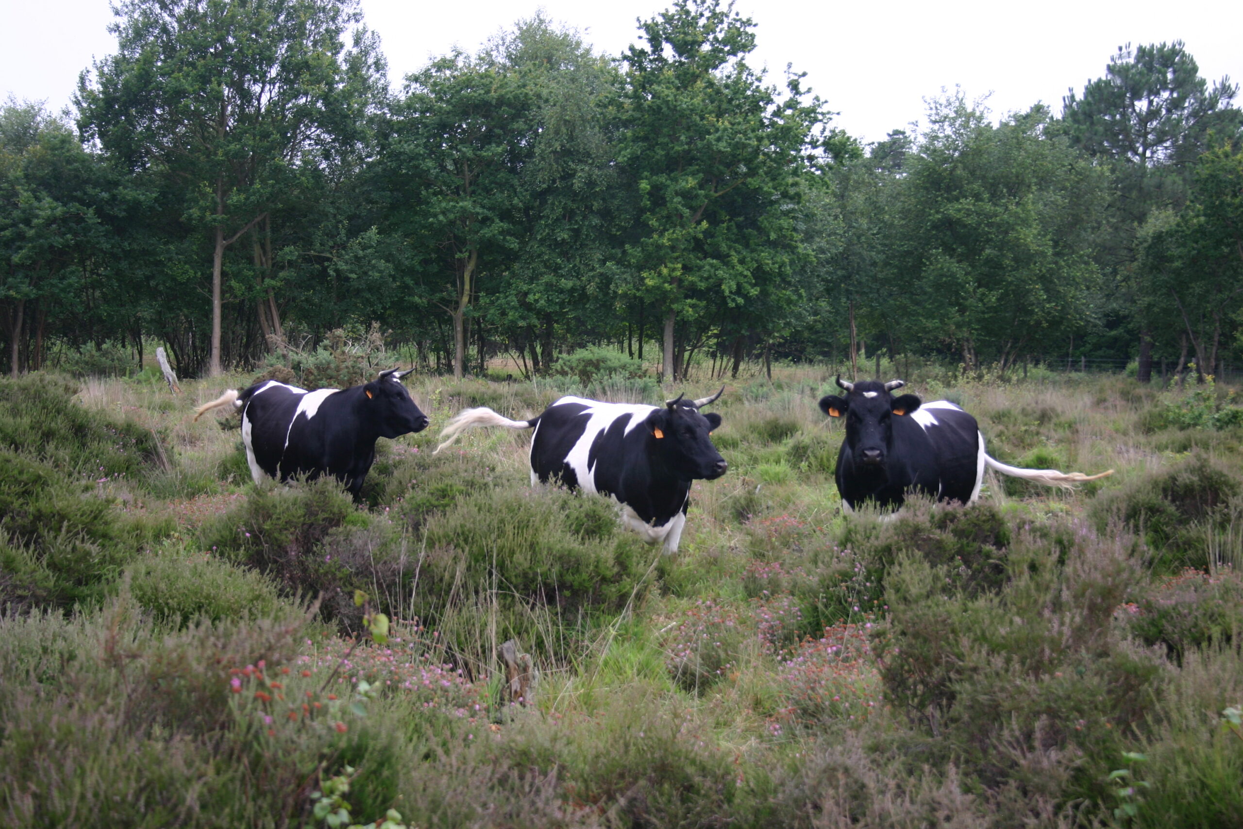 Vaches pâturant une zone humide avec des arbrisseaux