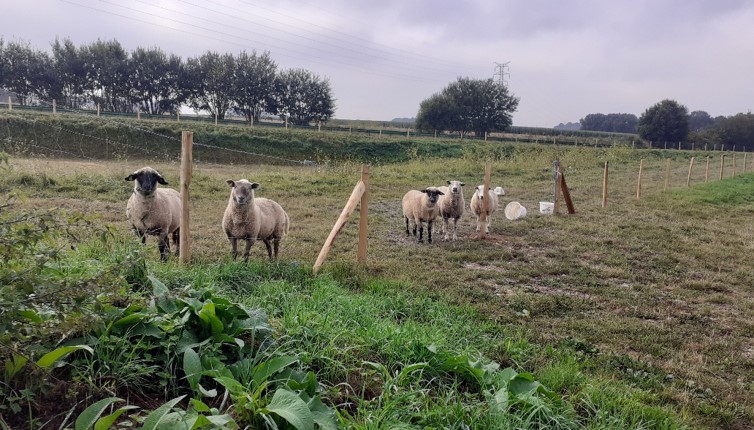 Moutons pâturant une prairie et regardant le photographe