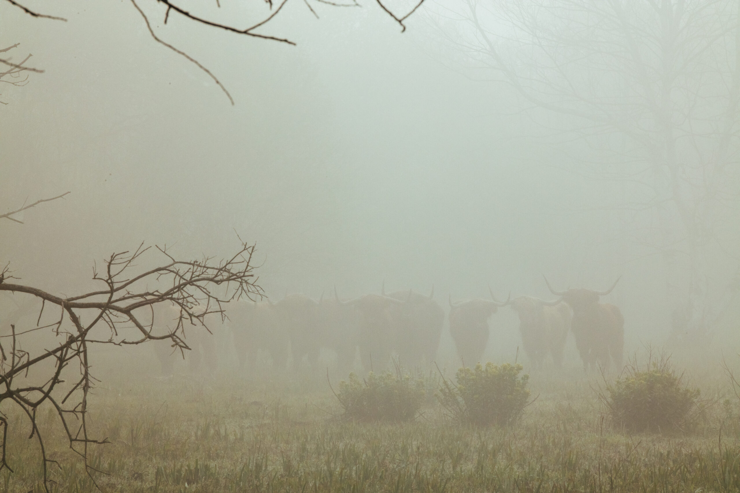 Photo dans la brume avec les silhouettes de vaches de type highland cattle pâturant une prairie lors d'une journée humide d'hiver