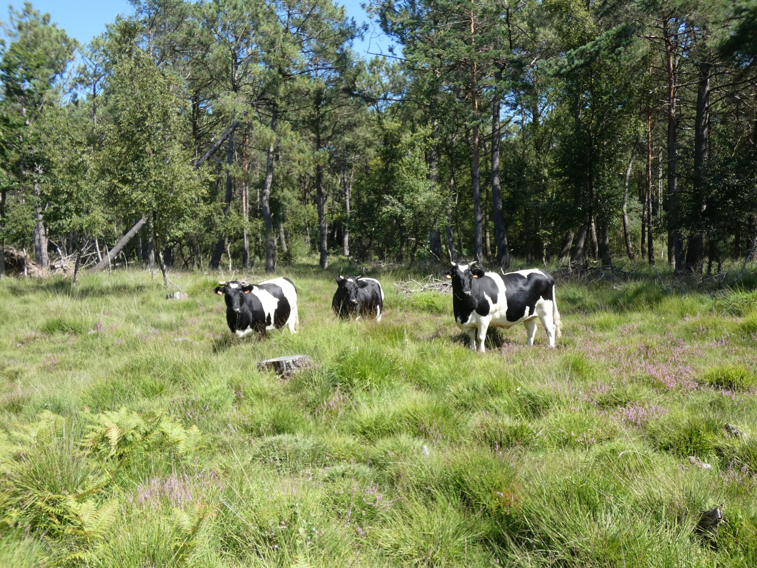 Vaches pâturant une zone humide
