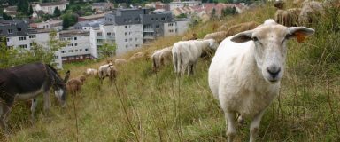 Moutons et âne pâturant une prairie en pente avec en arrière-plan une ville et en premier-plan un mouton qui regarde avec attention le photographe
