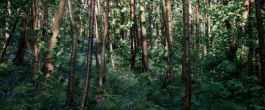 Vue d'une portion jeune d'une forêt centrée sur le sous-bois avec une strate herbacée luxuriante composée de très jeunes arbres aux feuilles vertes et de fleurs bleus qui créent un contraste avec les troncs de jeunes arbres beiges ou marrons éclatants.