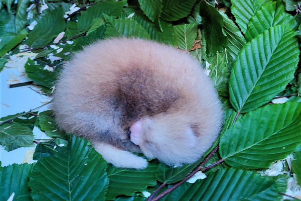 Un bébé panda roux est né !